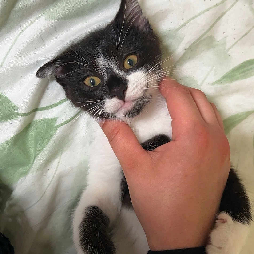 Alina Pandur a rejoint le concours — aidez-le/la à gagner de superbes lots ! accessories, animal, ball, baseball, baseballball, bodypart, bracelet, cat, face, finger, hand, head, jewelry, kitten, manx, person, pet, photography, portrait, sport