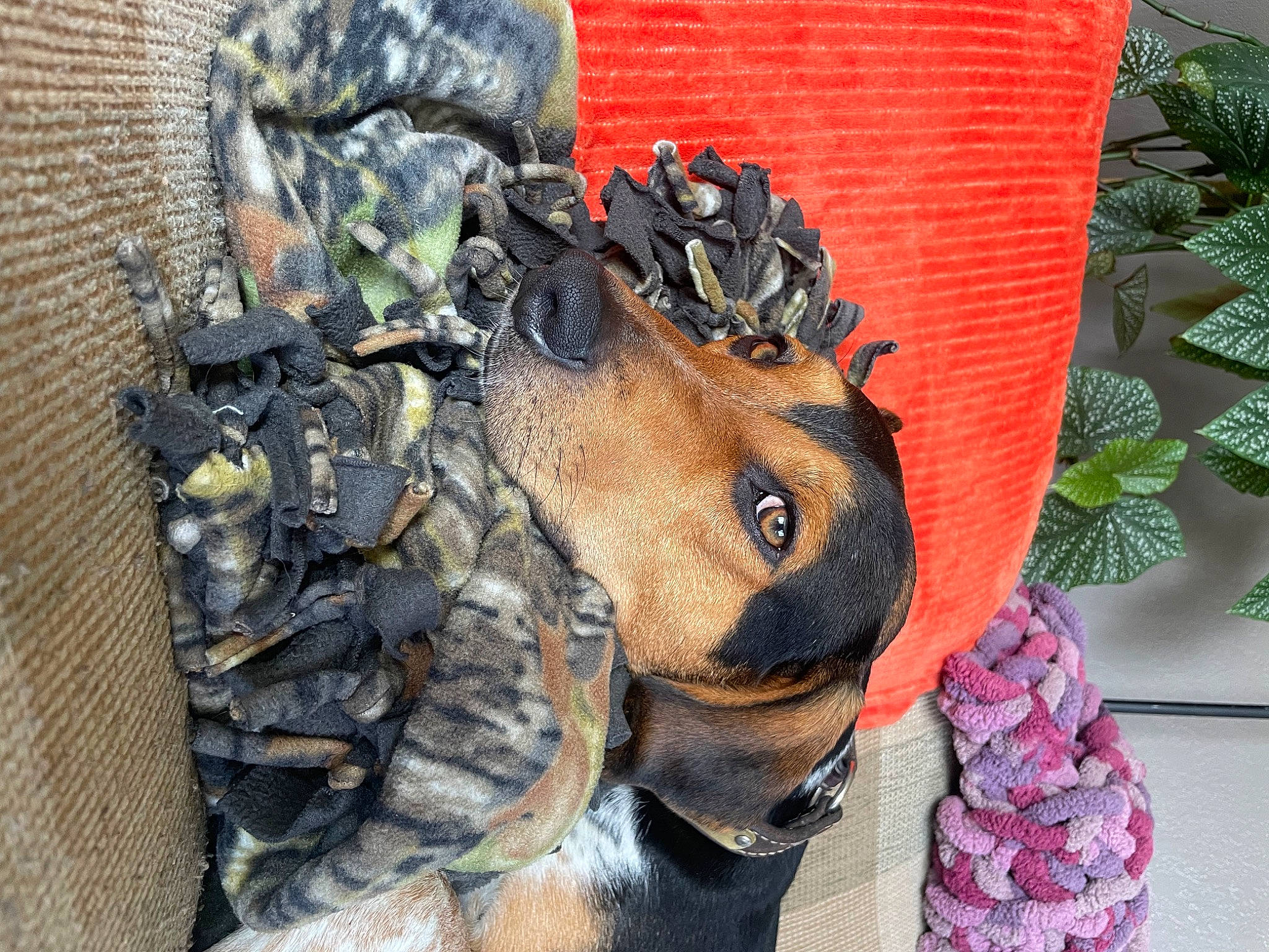 Banquet is registered to the contest to win money with this photo: art, canidae, carnivore, collar, dog, dog_breed, fashion_accessory, fawn, fur, lawn_ornament, metal, military_camouflage, sculpture, sporting_group, statue, tradition, visual_arts, whiskers, wood, working_animal