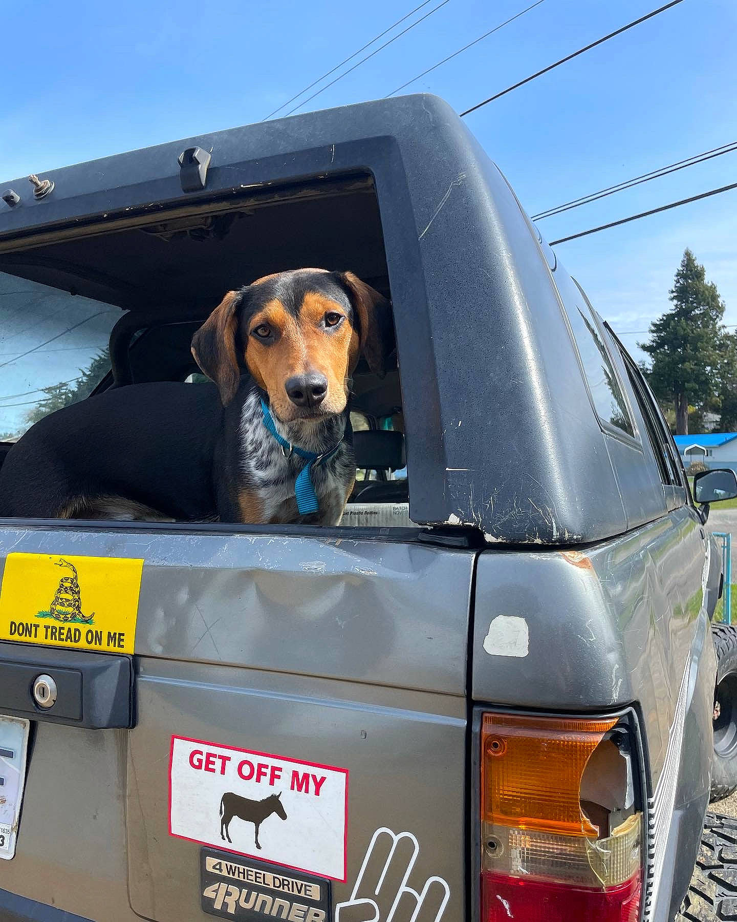 Banquet joined the competition — help win amazing prizes! auto_part, automotive_design, automotive_exterior, automotive_fog_light, automotive_lighting, automotive_tail_brake_light, car, carnivore, companion_dog, dog, dog_breed, dog_supply, hood, motor_vehicle, personal_luxury_car, sky, snout, trunk, vehicle, vehicle_door