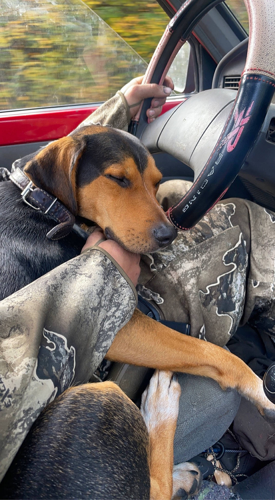 Banquet joined the competition — help win amazing prizes! canidae, car, car_seat, car_seat_cover, carnivore, comfort, companion_dog, dog, dog_breed, eyewear, head_restraint, human_leg, motor_vehicle, personal_luxury_car, sitting, sporting_group, steering_wheel, vehicle, vehicle_door, windshield