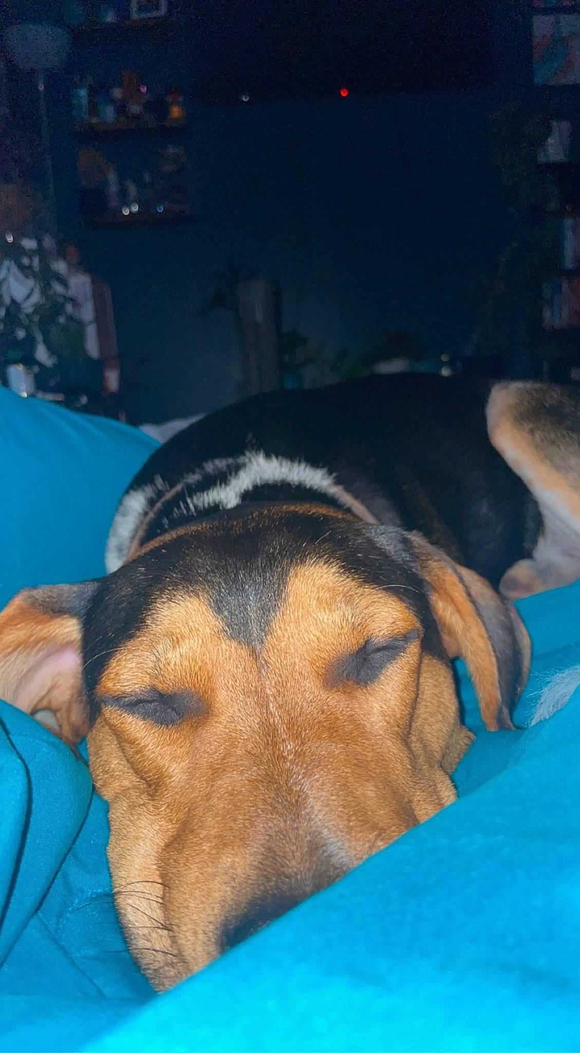 Banquet is registered to the contest to win money with this photo: canidae, carnivore, comfort, companion_dog, dog, dog_breed, electric_blue, fawn, guard_dog, hound, nap, sleep, snout, sporting_group, terrestrial_animal, working_animal, working_dog