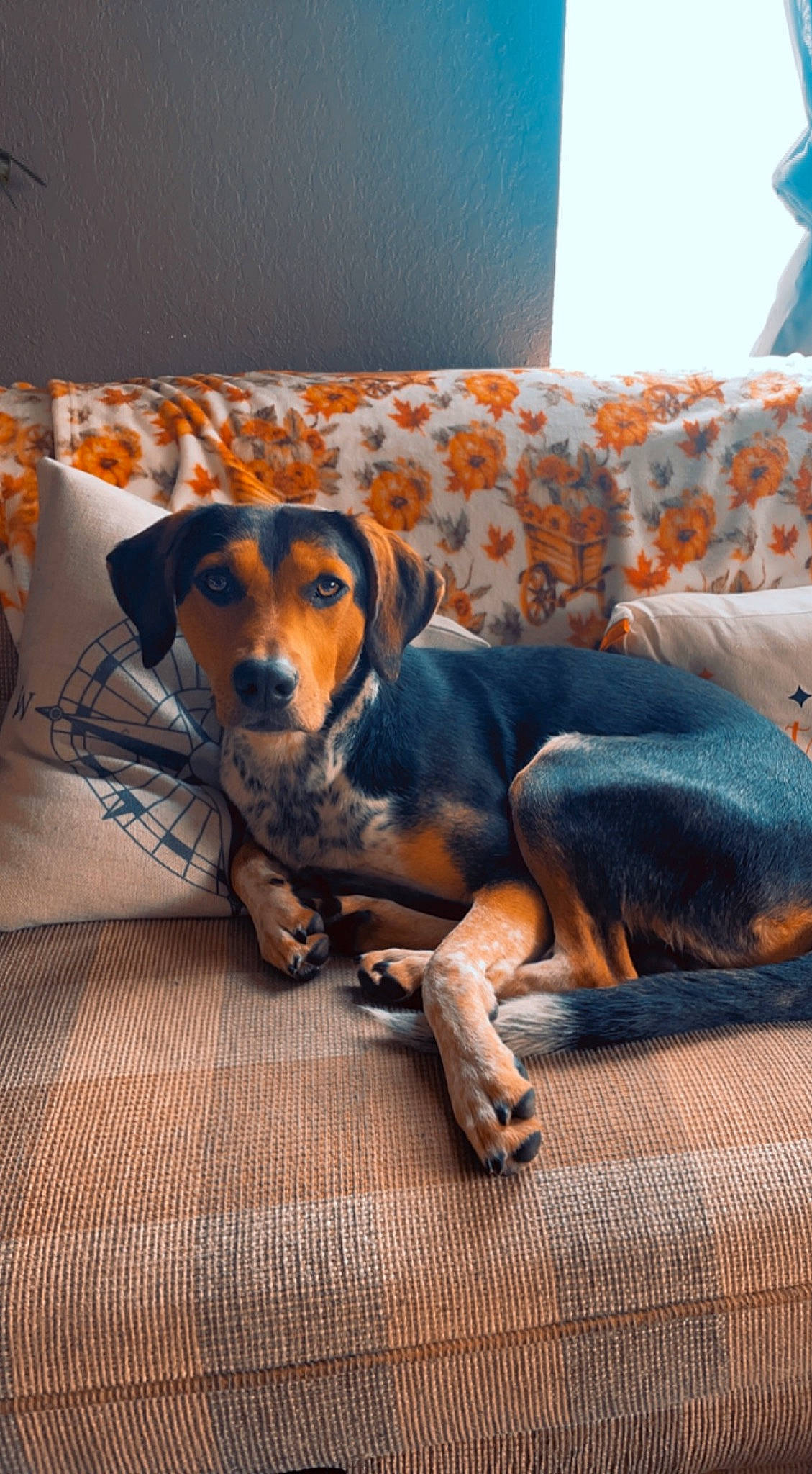 Banquet joined the competition — help win amazing prizes! bored, carnivore, comfort, companion_dog, couch, dog, dog_breed, dog_supply, flooring, hound, hunting_dog, scent_hound, working_animal, working_dog