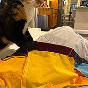 Chloe is registered to the contest to win money with this photo: cat, calico_cat, pet, whiskers, closeup, fabric, quilting, sewing_project, yellow, blue, indoor, kitchen, countertop, wooden_cabinets, refrigerator, home_interior, lap, textile, sitting, curiosity