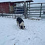 Whisper joined the competition — help win amazing prizes! dog, border_collie, snow, farm, barn, fence, gate, winter, snowfall, animal, outdoors, footprints, rural, collar, black_and_white, muzzle, ground, overcast_sky, shelter, digging
