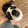 dog, border_collie, pet, close_up, nose, whiskers, brown_eyes, wooden_deck, porch, jeans, person_legs, low_angle, curious, sniffing, fur, black_and_white, playful, portrait, outdoor, human_presence