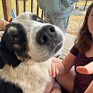 Whisper joined the competition — help win amazing prizes! dog, close_up, nose, person, partial_face, hoodie, hand, legs, porch, deck, railing, outdoors, grass, wooden, sitting, black_and_white, brown_eyes, pet, blurred_foreground, candid