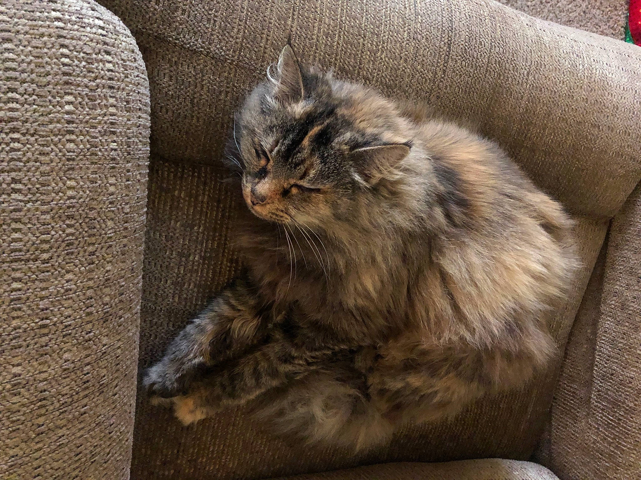 Lovesy is registered to the contest to win money with this photo: carnivore, cat, claw, comfort, felidae, fur, grey, maine_coon, paw, small_to_medium_sized_cats, snout, tail, terrestrial_animal, whiskers