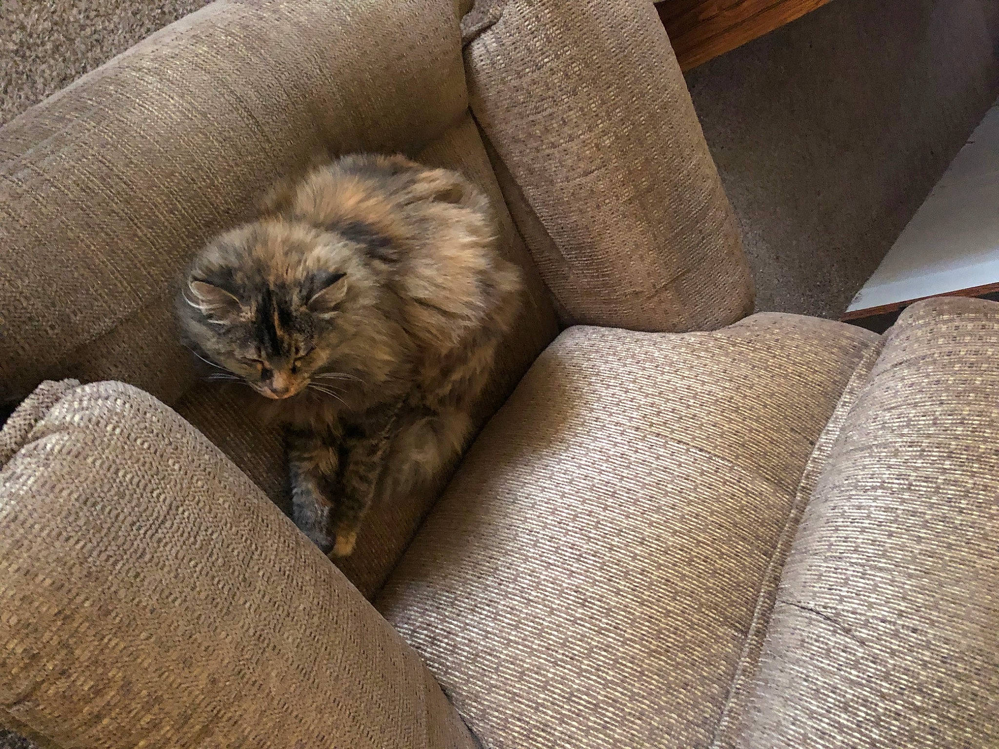 Lovesy is registered to the contest to win money with this photo: british_longhair, carnivore, cat, comfort, companion_dog, couch, domestic_short_haired_cat, fawn, felidae, fur, grey, hardwood, nap, paw, small_to_medium_sized_cats, tail, terrestrial_animal, whiskers, window, wood