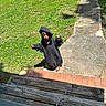 child, hoodie, grass, concrete, sidewalk, shoes, outdoor, daylight, curious, small, person, casual, greenery, sunlight, shadow, walking, steps, wood, playful, young