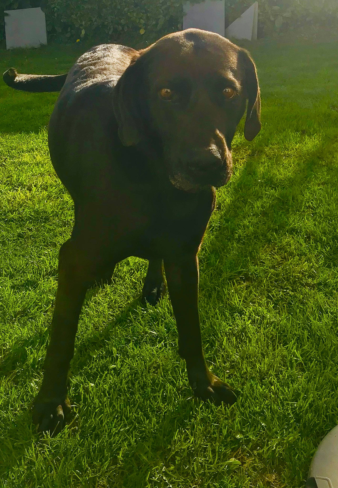 Horka a rejoint le concours — aidez-le/la à gagner de superbes lots ! canidae, carnivore, dog, dog_breed, grass, hunting_dog, labrador_retriever, lawn, pointing_breed, retriever, sporting_group, tail, vizsla