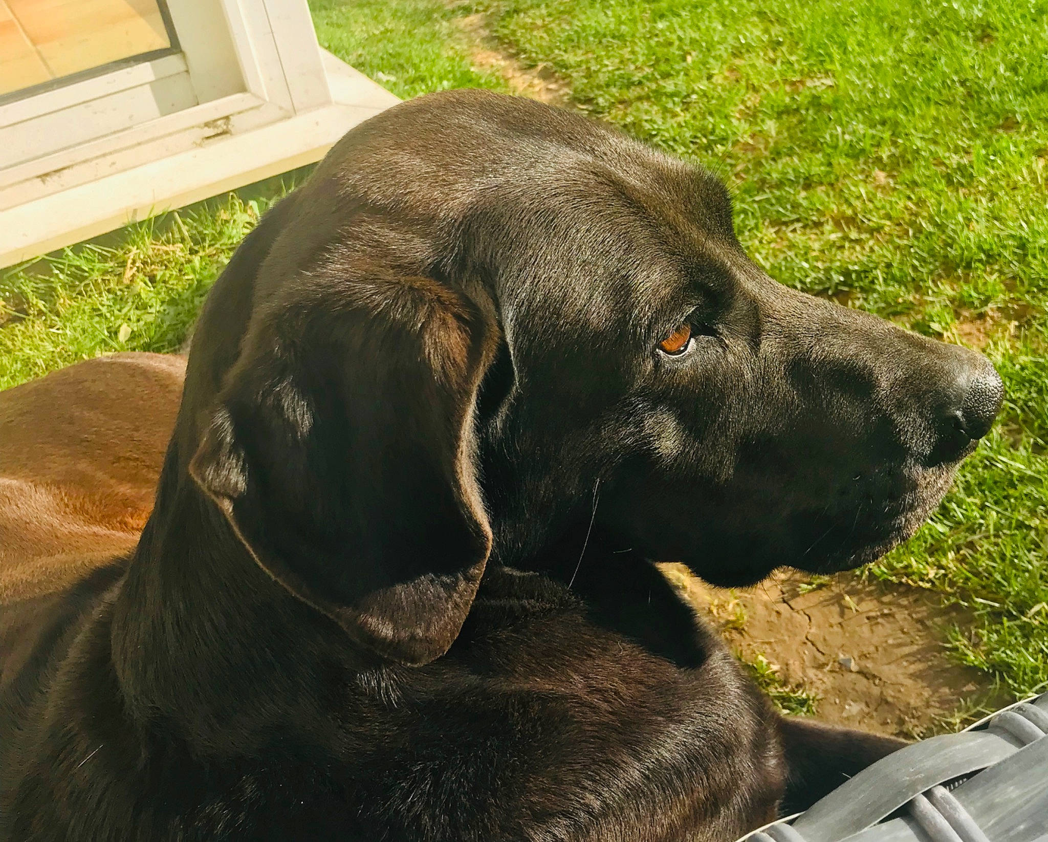 Horka a rejoint le concours — aidez-le/la à gagner de superbes lots ! bandog, canidae, carnivore, dog, dog_breed, fawn, fila_brasileiro, guard_dog, hanover_hound, hunting_dog, labrador_retriever, mammal, plott_hound, snout, sporting_group, vertebrate