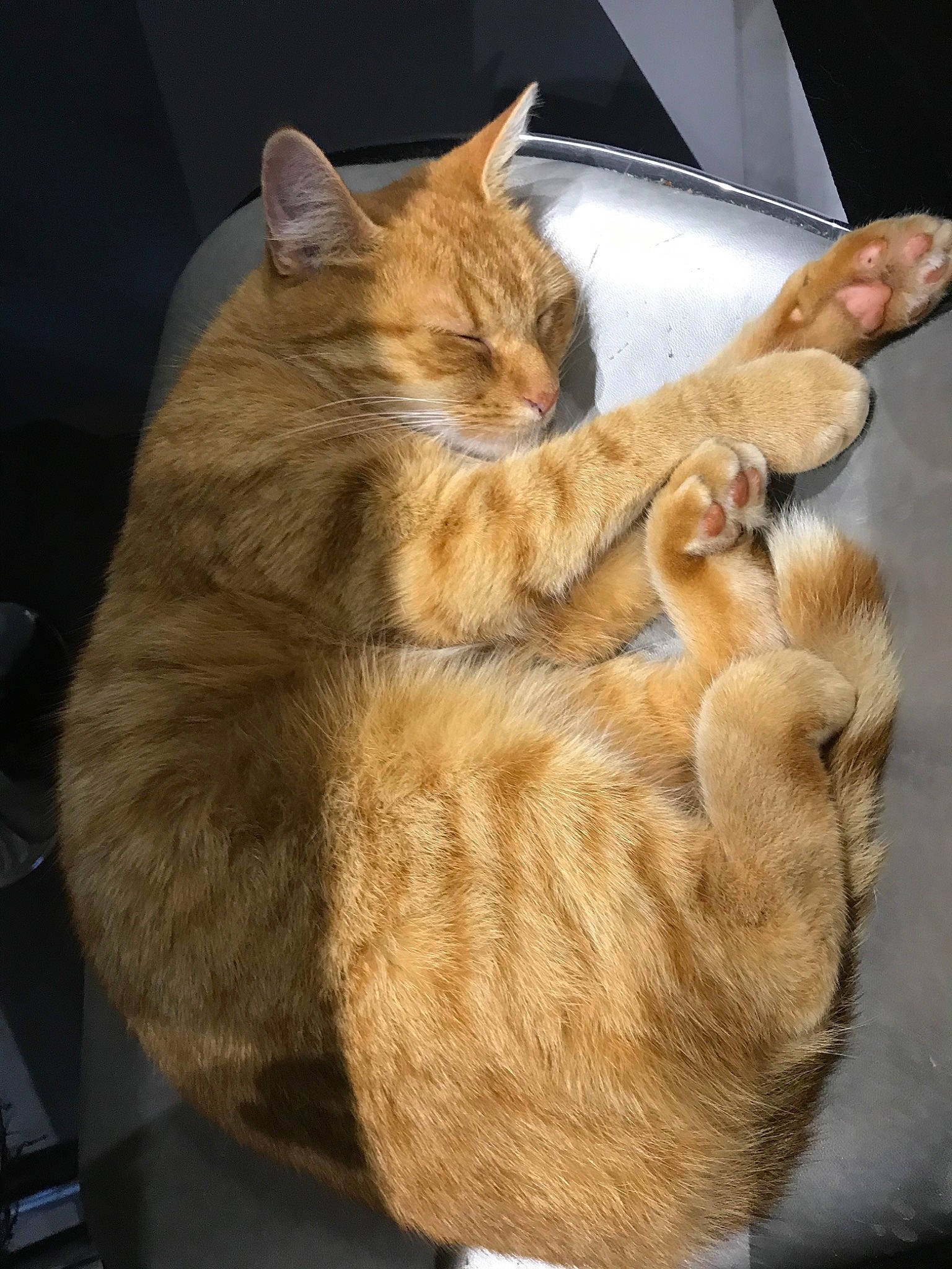 Zuma participe au concours pour gagner de l'argent avec cette photo : asian, asian_semi_longhair, carnivore, cat, domestic_short_haired_cat, ear, european_shorthair, fawn, felidae, fur, kitten, mammal, small_to_medium_sized_cats, somali, tabby_cat, tail, whiskers