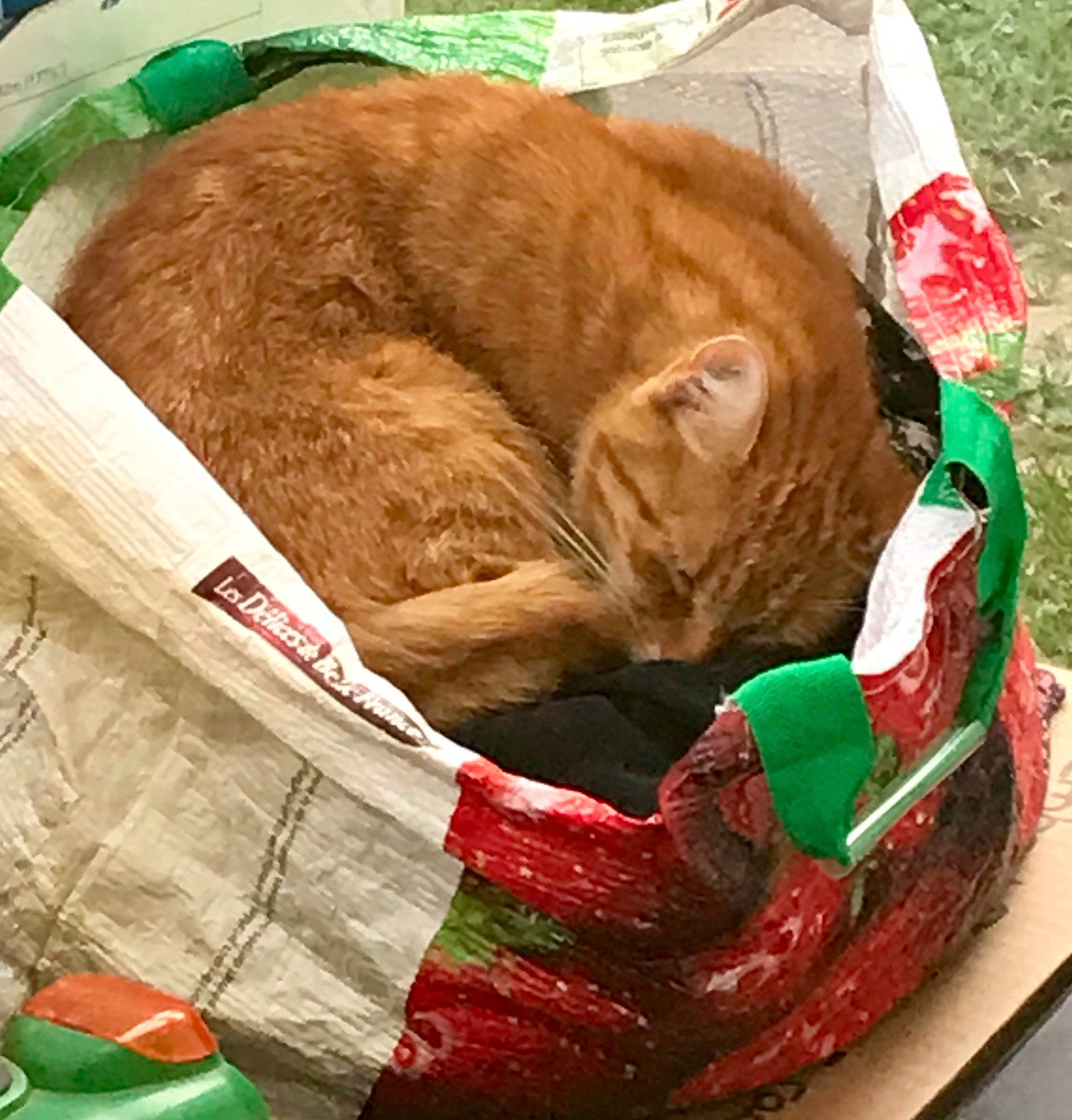 Zuma a rejoint le concours — aidez-le/la à gagner de superbes lots ! carnivore, cat, domestic_short_haired_cat, european_shorthair, felidae, nap, sleep, small_to_medium_sized_cats, tabby_cat, whiskers