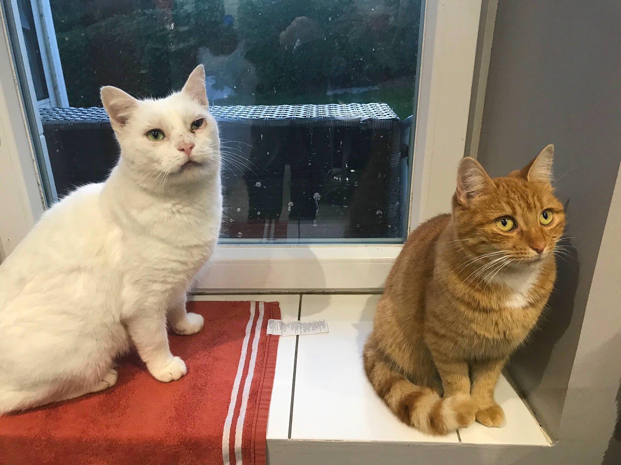 Simba a rejoint le concours — aidez-le/la à gagner de superbes lots ! aegean_cat, american_wirehair, arabian_mau, asian, australian_mist, british_semi_longhair, carnivore, cat, domestic_short_haired_cat, european_shorthair, felidae, german_rex, kitten, mammal, polydactyl_cat, small_to_medium_sized_cats, tabby_cat, turkish_angora, vertebrate, whiskers