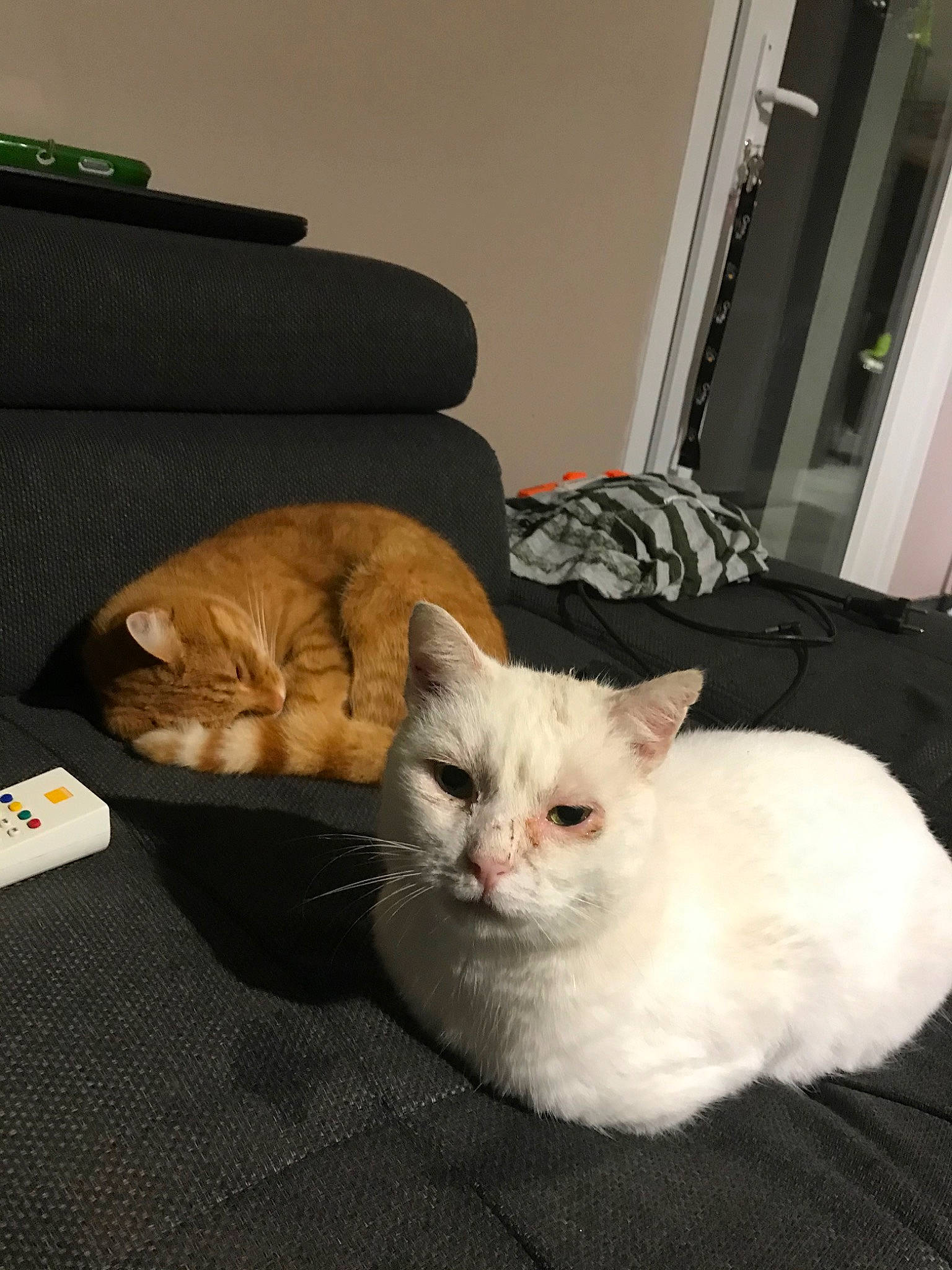 Simba participe au concours pour gagner de l'argent avec cette photo : asian, british_semi_longhair, burmilla, carnivore, cat, domestic_short_haired_cat, european_shorthair, fawn, felidae, fur, german_rex, kitten, mammal, small_to_medium_sized_cats, turkish_van, vertebrate, whiskers