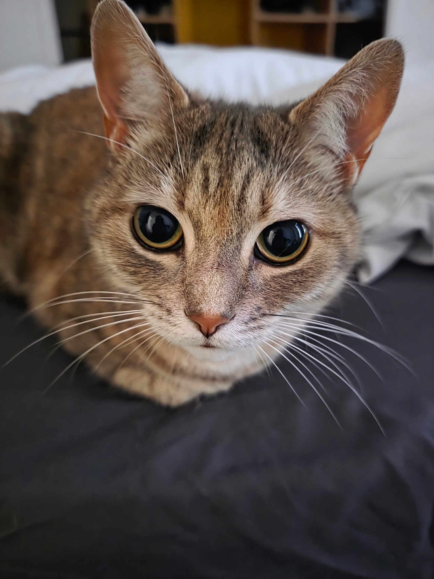 Paisley is registered to the contest to win money with this photo: animal, bed, cat, close_up, curious, cute, domestic_cat, ears, eyes, face, feline, focus, fur, indoor, pet, portrait, resting, soft, tabby, whiskers
