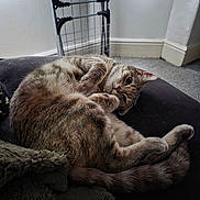 Paisley is registered to the contest to win money with this photo: animal, blanket, cat, cozy, curled_up, curtains, cushion, feline, floor, fur, home, indoor, metal_rack, paw, pet, resting, tabby_cat, tail, whiskers, window