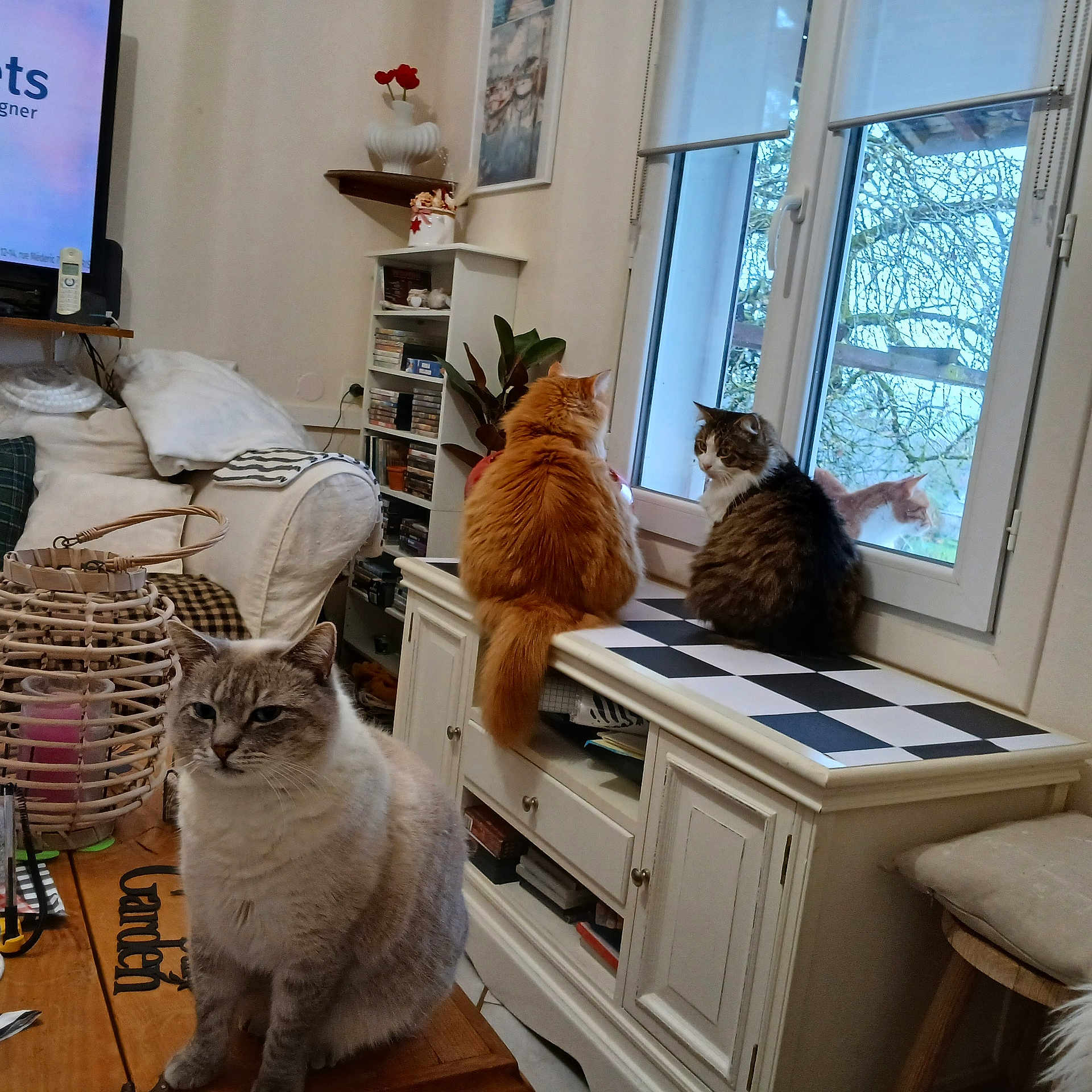 Angel participe au concours pour gagner de l'argent avec cette photo : cat, cats, indoor, living_room, window, windowsill, table, cabinet, basket, plant, television, cushion, cozy, ginger_cat, tabby_cat, gray_cat, pet, furniture, sitting, looking_out_window