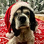 dog, santa_hat, christmas_tree, holiday, festive, red, white, fur, close_up, decorations, tree_skirt, pattern, black, white_fur, pet, indoors, cute, seasonal, celebration, animal