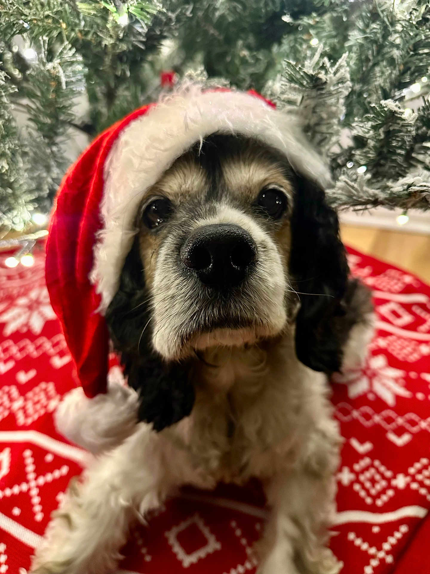 Oscar joined the competition — help win amazing prizes! dog, santa_hat, christmas_tree, holiday, festive, red, white, fur, close_up, decorations, tree_skirt, pattern, black, white_fur, pet, indoors, cute, seasonal, celebration, animal