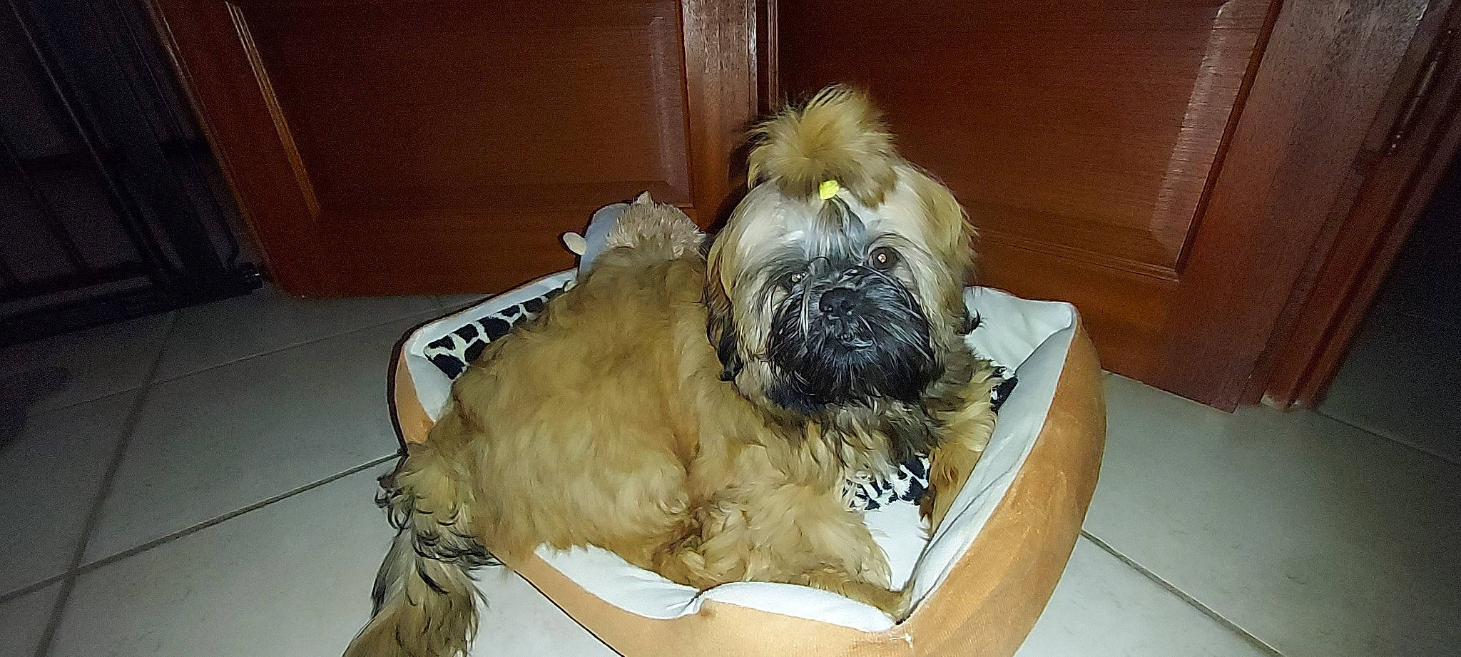 Uxan participe au concours pour gagner de l'argent avec cette photo : canidae, carnivore, comfort, companion_dog, dog, dog_breed, dog_supply, fawn, fur, liver, maltepoo, pet_supply, shih_poo, shih_tzu, small_terrier, snout, sporting_group, terrier, toy_dog, working_animal