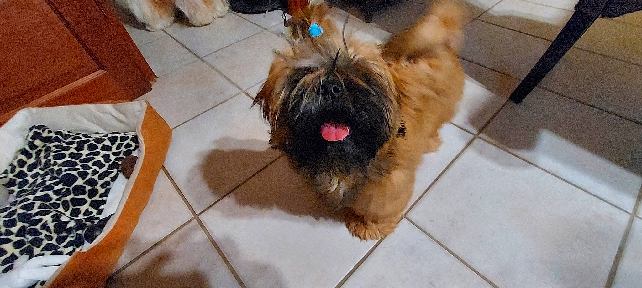 Uxan participe au concours pour gagner de l'argent avec cette photo : canidae, carnivore, collar, companion_dog, dog, dog_breed, dog_supply, fawn, floor, flooring, fur, hardwood, liver, small_terrier, snout, sporting_group, terrier, toy_dog, vertebrate, working_animal