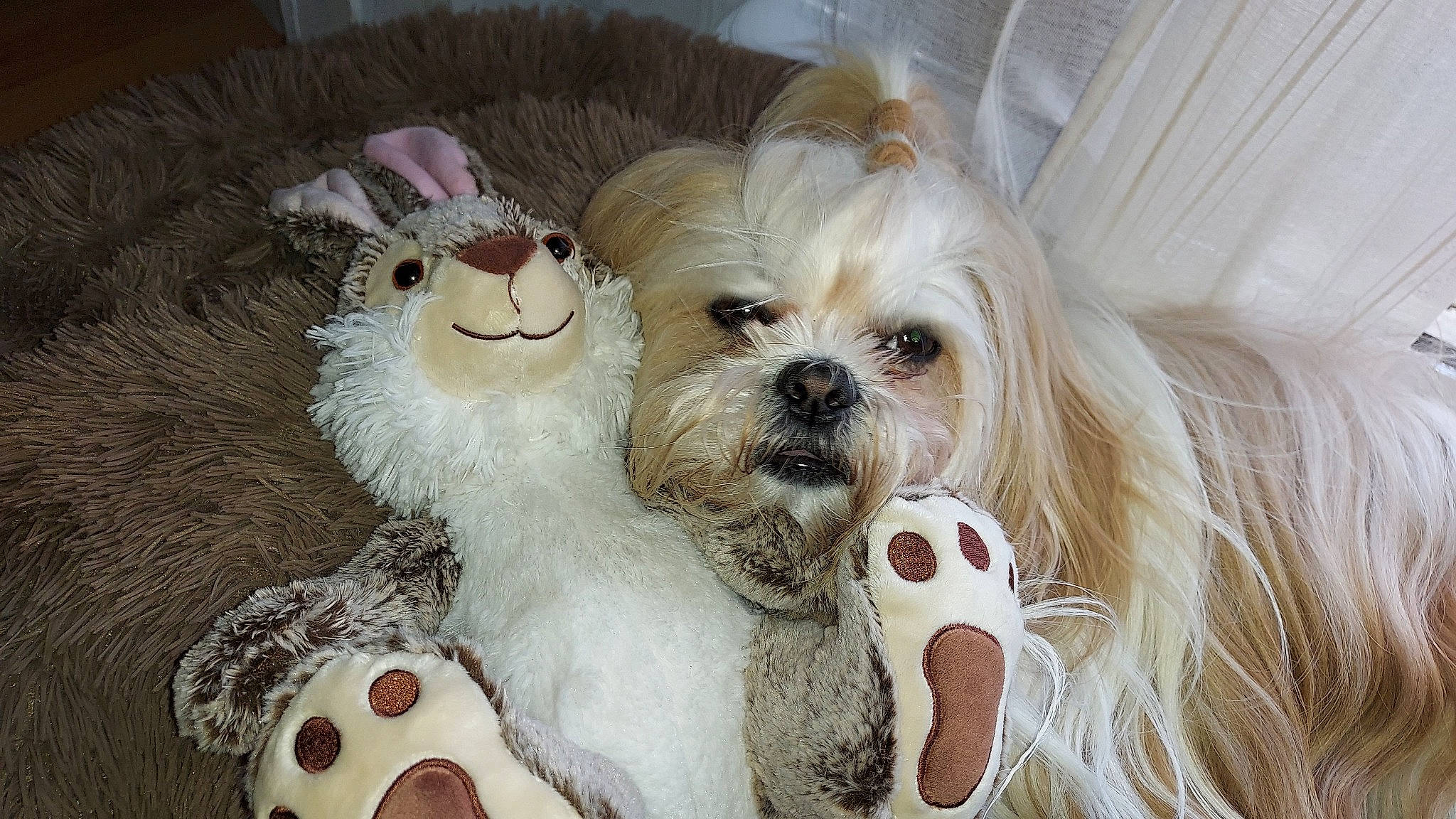 Macaron participe au concours pour gagner de l'argent avec cette photo : bow_tie, canidae, carnivore, companion_dog, dog, dog_breed, dog_clothes, dog_supply, eye, eyewear, fawn, pet_supply, shih_tzu, snout, sporting_group, terrier, toy, toy_dog, whiskers, working_animal