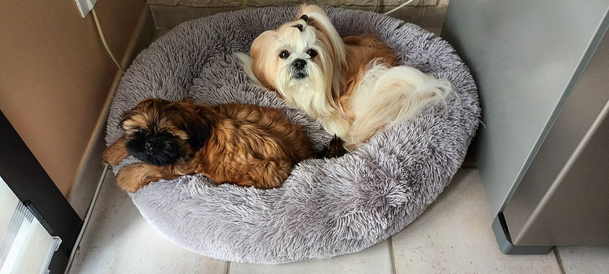 Macaron participe au concours pour gagner de l'argent avec cette photo : canidae, carnivore, comfort, companion_dog, dog, dog_bed, dog_breed, dog_supply, fawn, liver, mobile_phone, pet_supply, shih_poo, shih_tzu, small_terrier, snout, sporting_group, terrier, toy_dog, working_animal