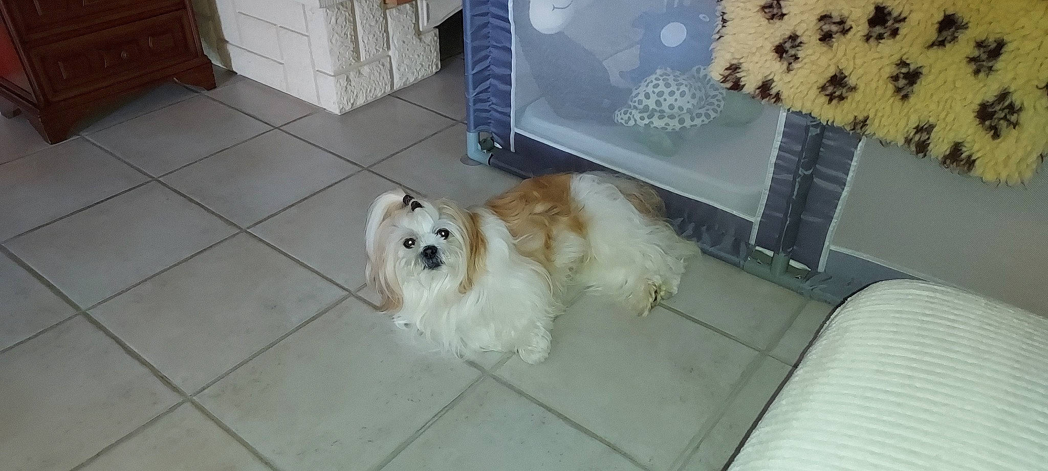 Macaron participe au concours pour gagner de l'argent avec cette photo : canidae, carnivore, companion_dog, dog, dog_breed, dog_supply, floor, flooring, fur, gas, hardwood, non_sporting_group, paw, spitz, sporting_group, tile_flooring, toy_dog, volpino_italiano, wood, working_animal