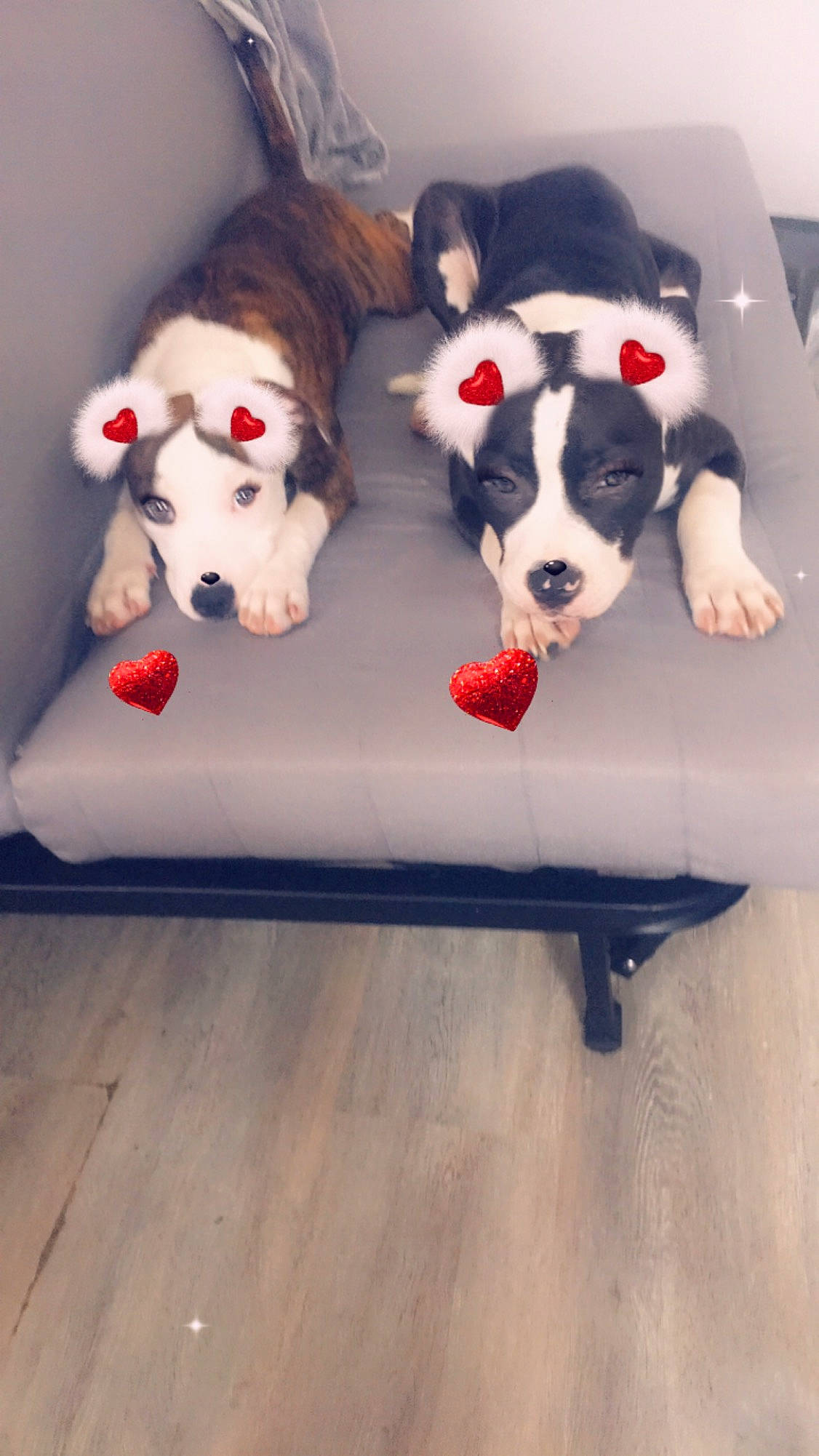 R'Tess participe au concours pour gagner de l'argent avec cette photo : carnivore, comfort, companion_dog, couch, dog, dog_breed, dog_supply, fawn, floor, flooring, foot, fur, mammal, rectangle, snout, sporting_group, tail, vertebrate, wood, working_animal