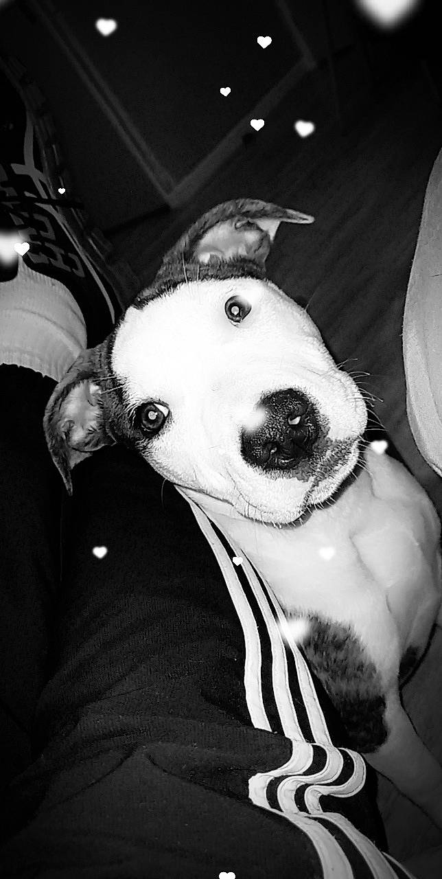 R'Tess a rejoint le concours — aidez-le/la à gagner de superbes lots ! black_and_white, canidae, carnivore, collar, companion_dog, dog, dog_breed, flash_photography, fun, fur, jaw, monochrome, monochrome_photography, snout, sporting_group, stuffed_toy, style, whiskers, white, working_animal