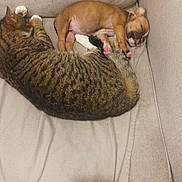 Nala a rejoint le concours — aidez-le/la à gagner de superbes lots ! cat, dog, puppy, tabby_cat, sleeping, couch, pet, animal, indoor, cozy, resting, fur, cute, nap, companion, brown, striped, small, relaxed, friendship