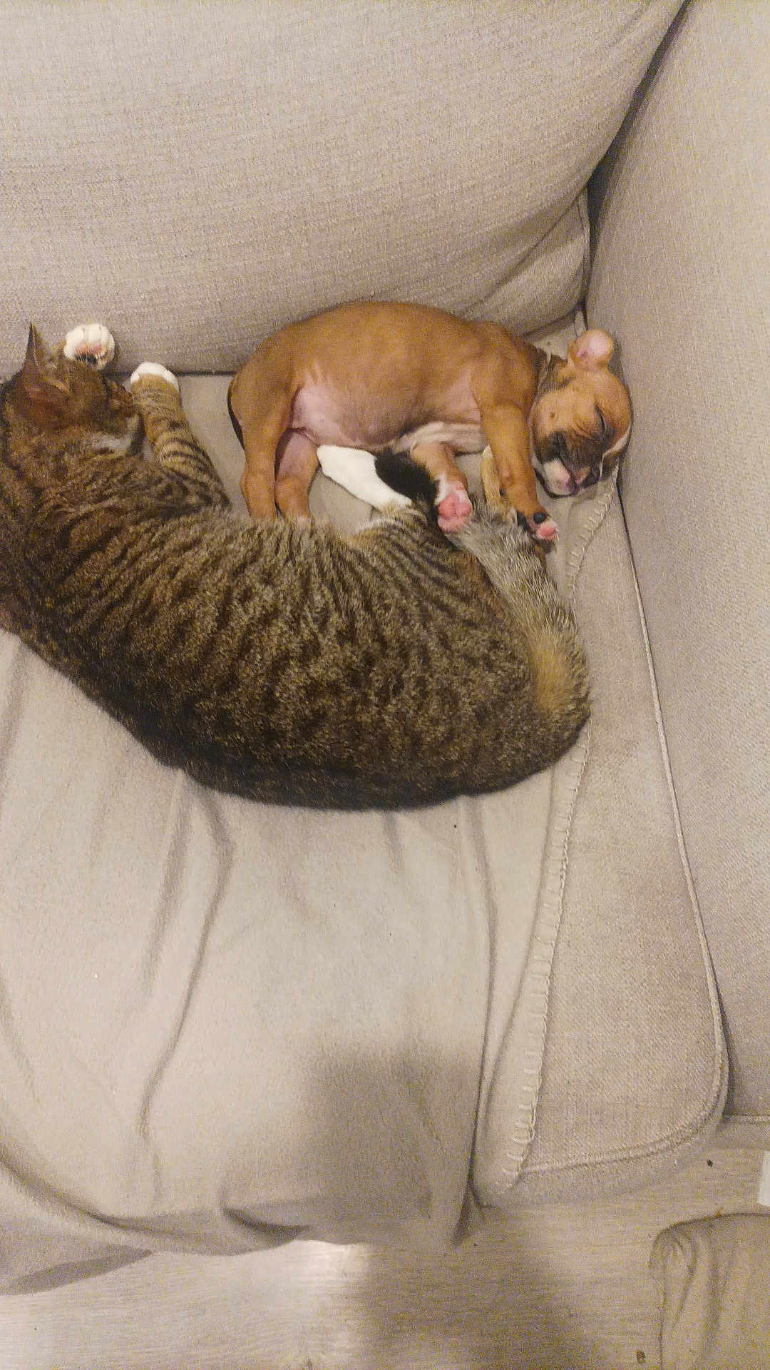 Nala a rejoint le concours — aidez-le/la à gagner de superbes lots ! cat, dog, puppy, tabby_cat, sleeping, couch, pet, animal, indoor, cozy, resting, fur, cute, nap, companion, brown, striped, small, relaxed, friendship