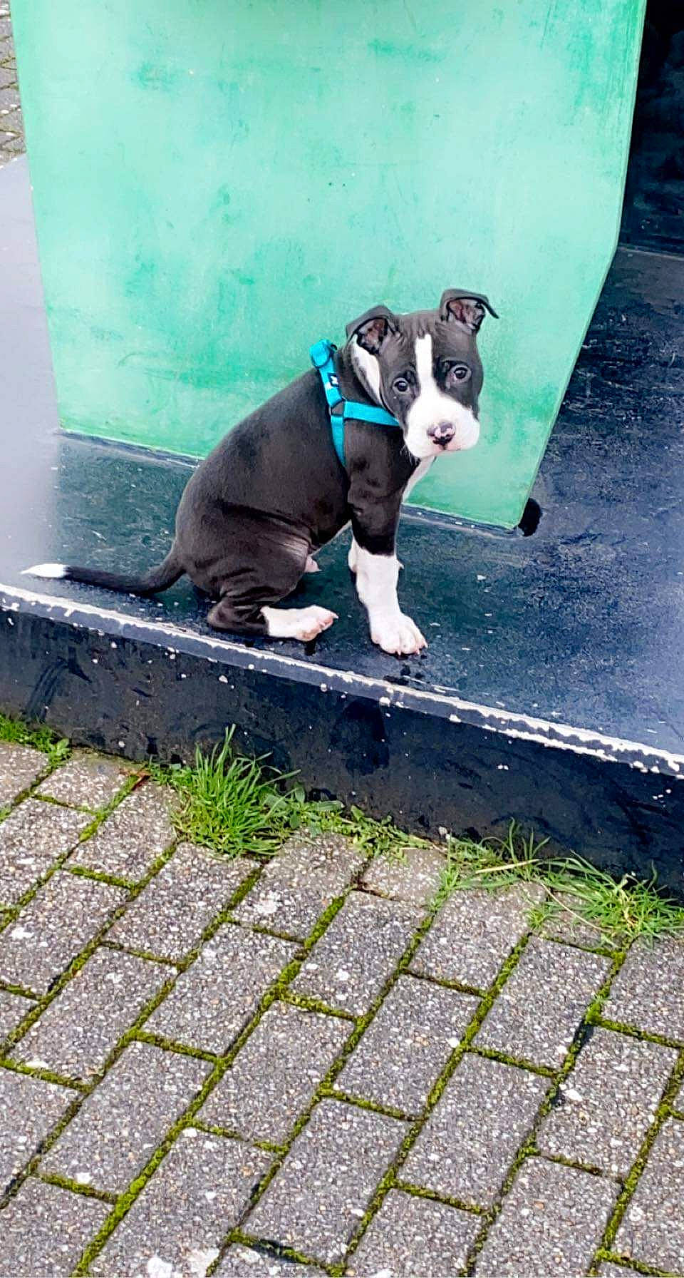 Raven participe au concours pour gagner de l'argent avec cette photo : art, asphalt, canidae, carnivore, companion_dog, concrete, dog, dog_breed, dog_collar, fawn, flooring, grass, line, road_surface, sidewalk, snout, sporting_group, tail, water, working_animal