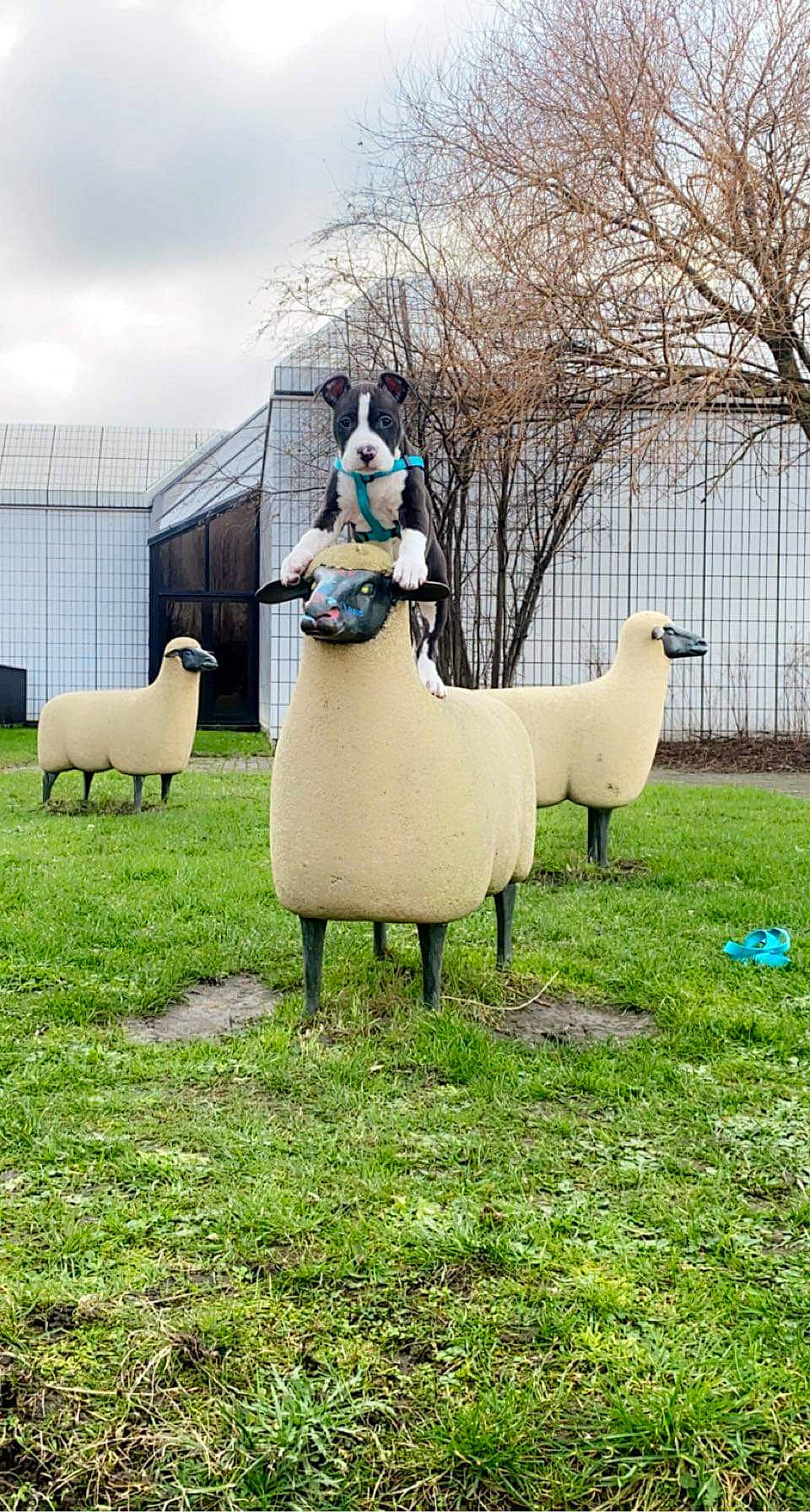 Raven a rejoint le concours — aidez-le/la à gagner de superbes lots ! art, fowl, goat_antelope, grass, grassland, grazing, herd, landscape, livestock, pasture, plant, sculpture, sheep, sky, statue, terrestrial_animal, tree, wildlife, winter