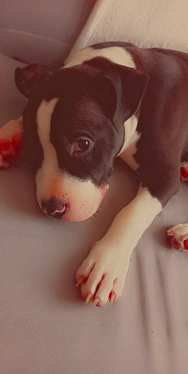 Raven participe au concours pour gagner de l'argent avec cette photo : canidae, carnivore, comfort, companion_dog, dog, dog_breed, fawn, foot, gesture, human_leg, mammal, nail, sleeve, snout, sporting_group, tail, toy_dog, whiskers, working_animal, wrist
