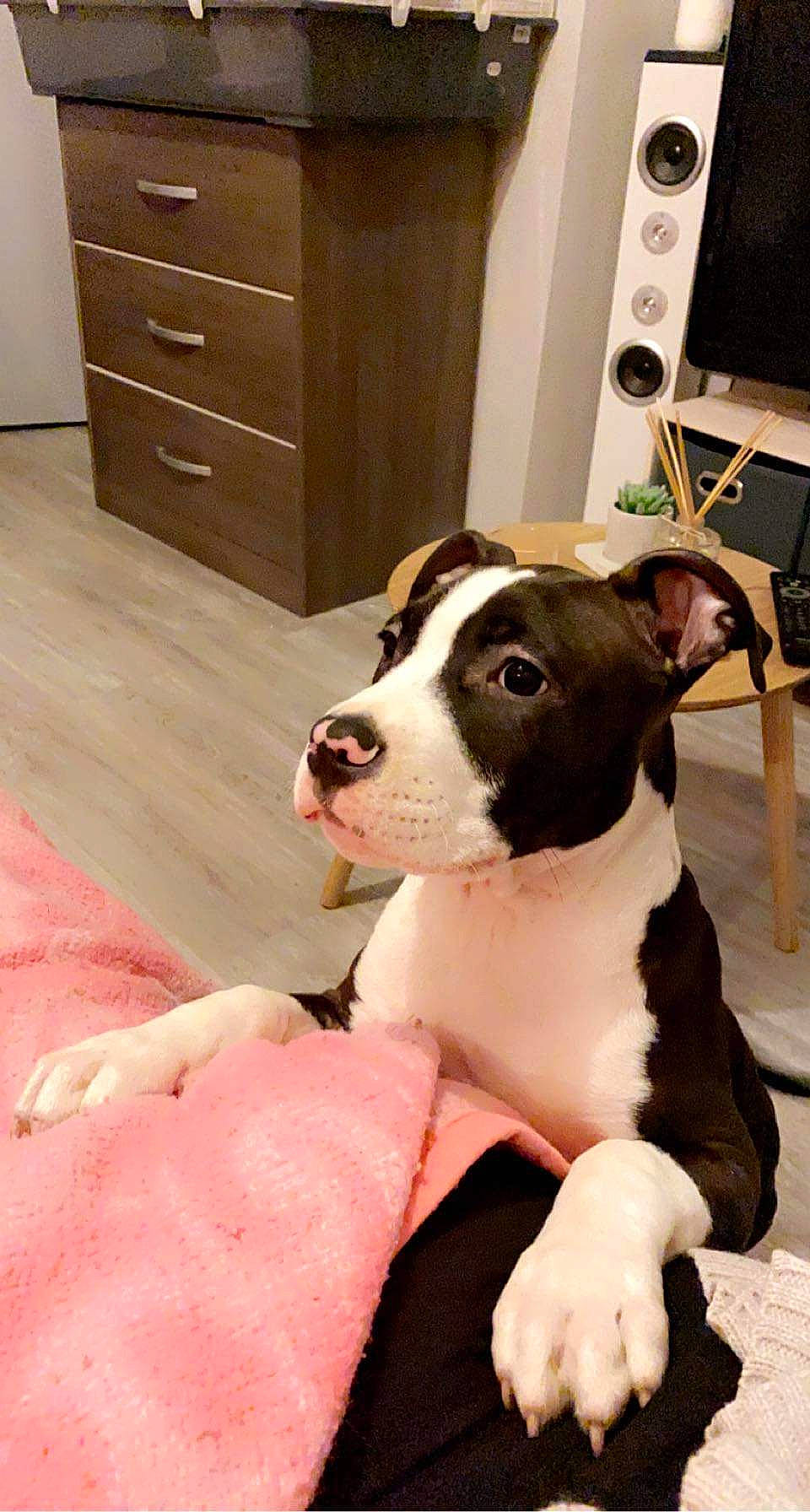 Raven a rejoint le concours — aidez-le/la à gagner de superbes lots ! boston_terrier, cabinetry, carnivore, chest_of_drawers, collar, comfort, companion_dog, cupboard, dog, dog_breed, dog_collar, drawer, fawn, flooring, hardwood, studio_monitor, window, wood, wood_stain, working_animal