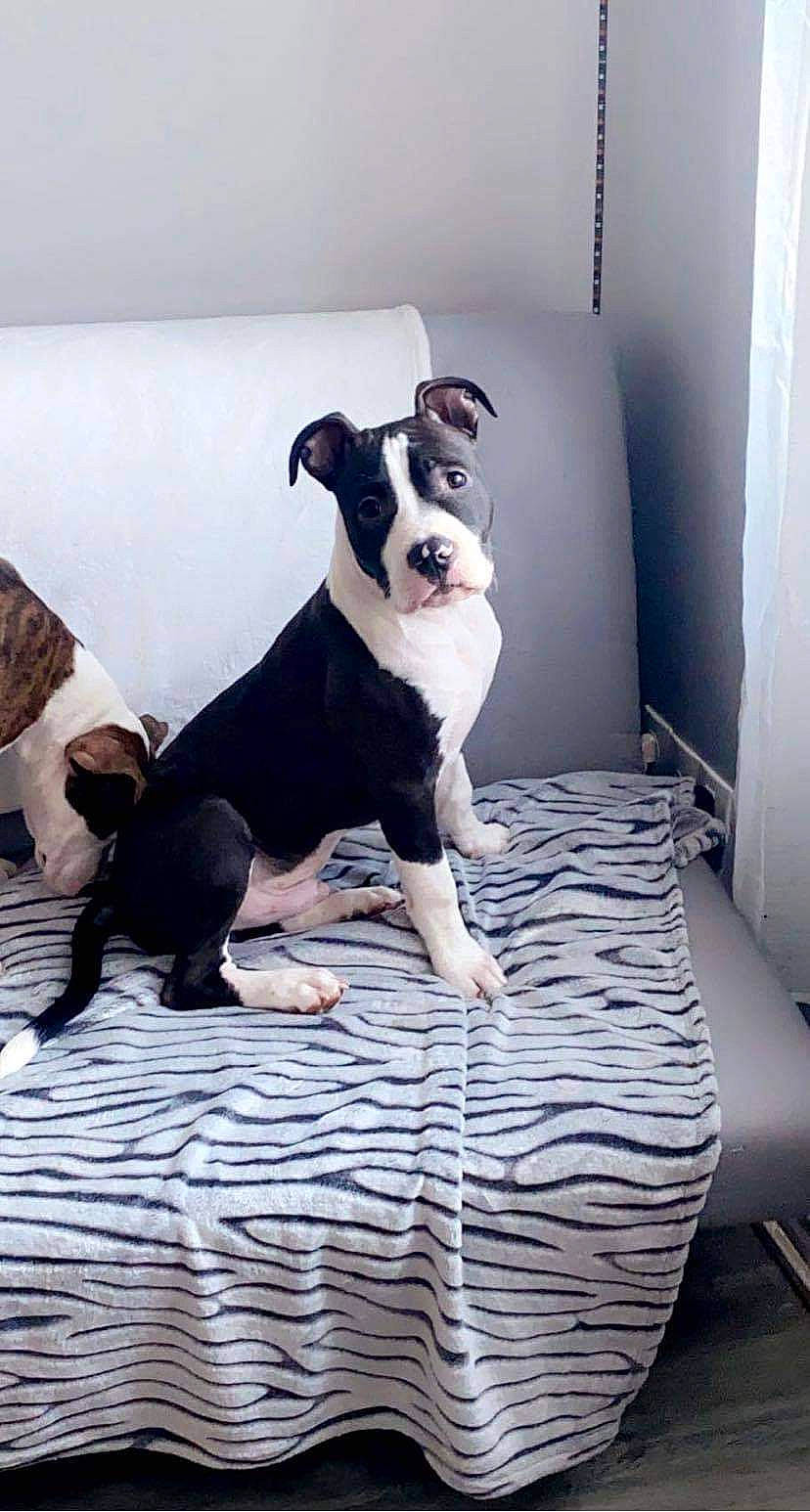 Raven participe au concours pour gagner de l'argent avec cette photo : art, boston_terrier, canidae, carnivore, comfort, companion_dog, dog, dog_breed, fawn, flooring, french_bulldog, grey, hardwood, linens, snout, sporting_group, tail, toy_dog, wood, working_animal