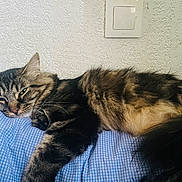 Rio participe au concours pour gagner de l'argent avec cette photo : cat, tabby, fluffy, long_hair, sleeping, lying_down, bed, bedspread, blue, bedroom, wall, light_switch, whiskers, ears, paws, tail, fur, relaxed, indoor, pet