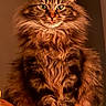 Rio participe au concours pour gagner de l'argent avec cette photo : cat, long_hair, fluffy, tabby, brown_fur, green_eyes, whiskers, ears, portrait, sitting, indoor, warm_lighting, wooden_surface, shelf, home, pet, serious_expression, front_facing, full_body, regal