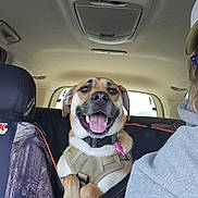 Oliver is registered to the contest to win money with this photo: accessories, adult, animal, architecture, belt, building, canine, car, cushion, dog, female, homedecor, hound, outdoors, person, pet, puppy, shelter, transportation, woman