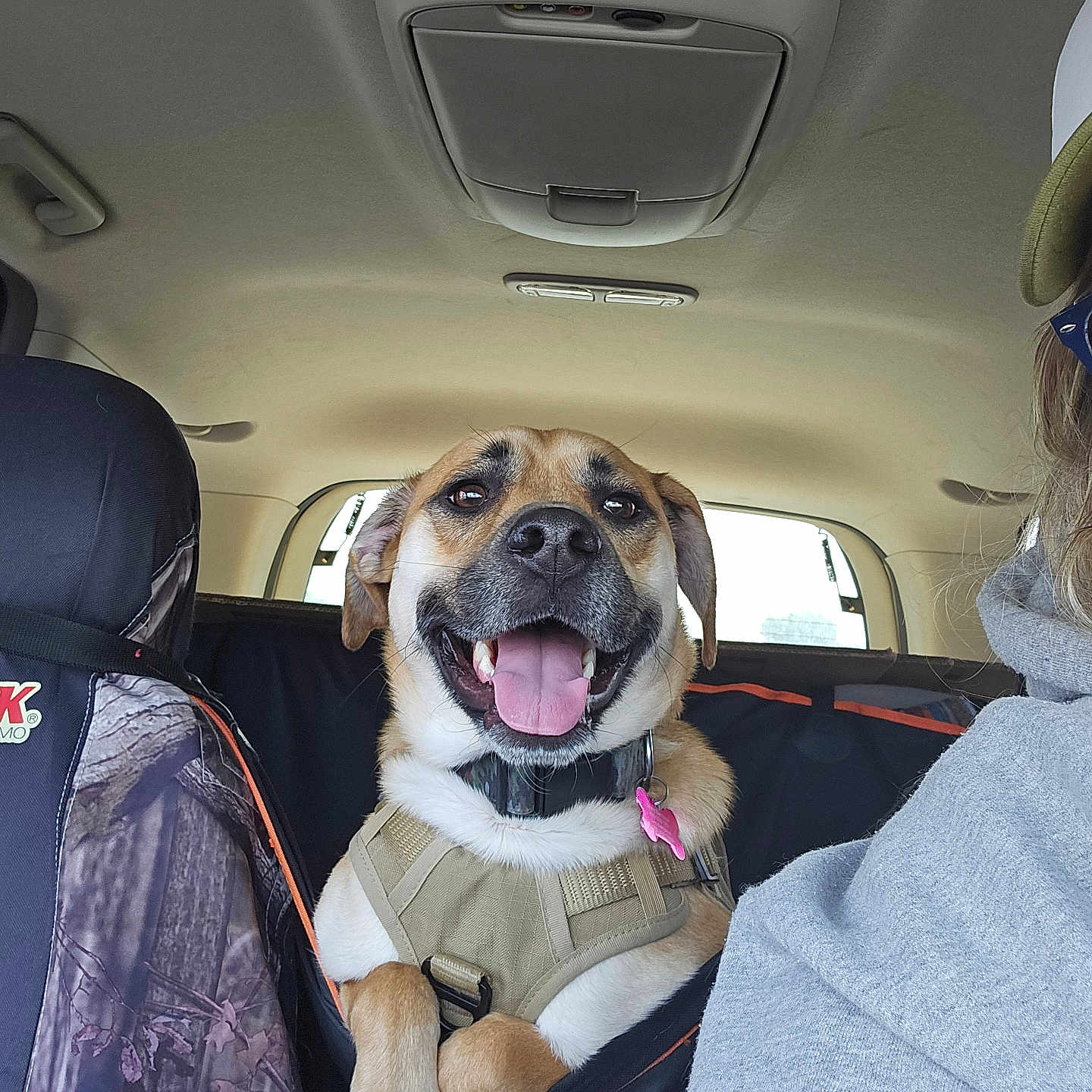 Oliver is registered to the contest to win money with this photo: accessories, adult, animal, architecture, belt, building, canine, car, cushion, dog, female, homedecor, hound, outdoors, person, pet, puppy, shelter, transportation, woman