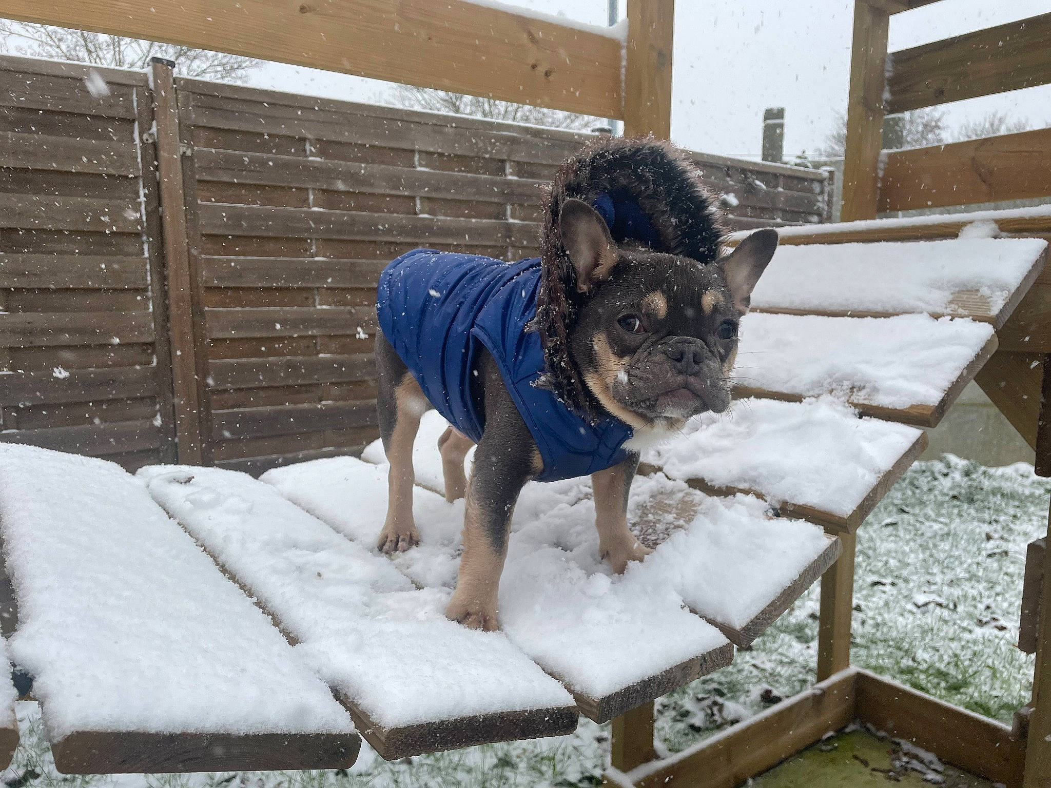 Rio participe au concours pour gagner de l'argent avec cette photo : automotive_tire, canidae, carnivore, chair, collar, companion_dog, dog, dog_breed, dog_supply, electric_blue, fawn, fence, freezing, pet_supply, precipitation, snout, snow, sporting_group, winter, working_animal