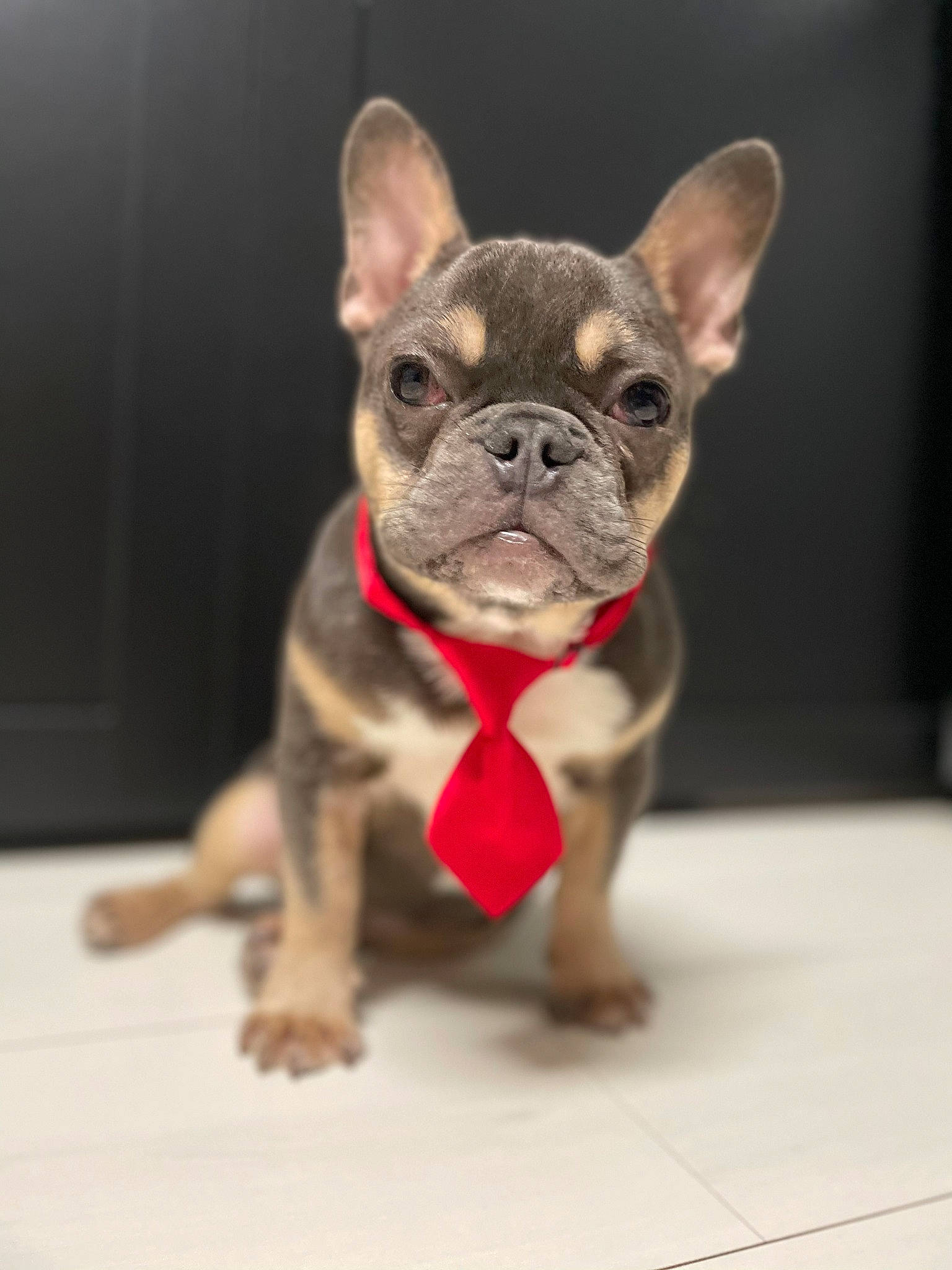 Rio participe au concours pour gagner de l'argent avec cette photo : bulldog, canidae, carmine, carnivore, companion_dog, dog, dog_breed, ear, fawn, french_bulldog, head, jaw, sculpture, snout, sporting_group, terrestrial_animal, toy, toy_dog, whiskers, working_animal