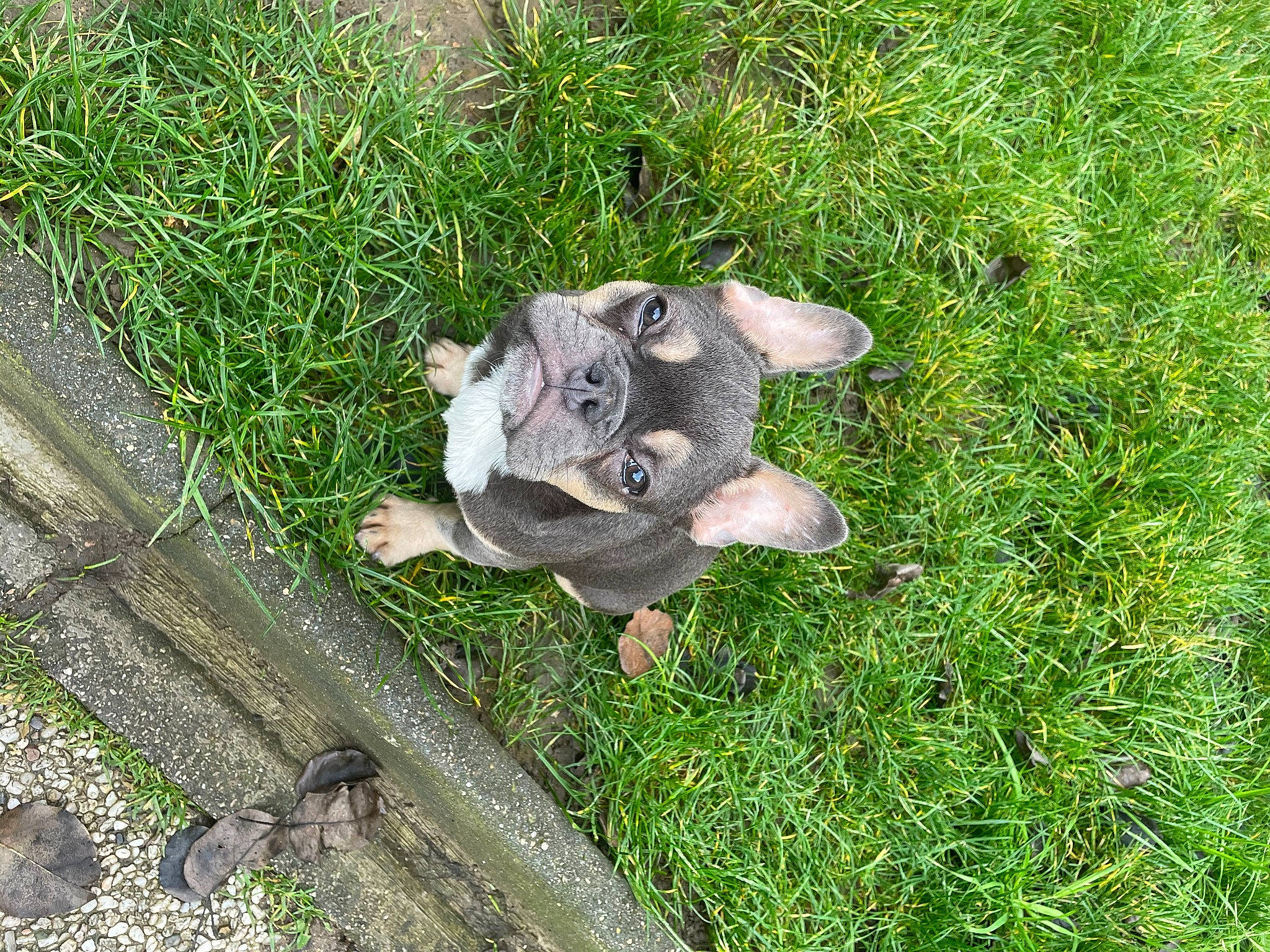 Rio participe au concours pour gagner de l'argent avec cette photo : canidae, carnivore, cat, dog_breed, domestic_short_haired_cat, felidae, fur, grass, groundcover, plant, small_to_medium_sized_cats, soil, tail, terrestrial_animal, trunk, whiskers, working_animal
