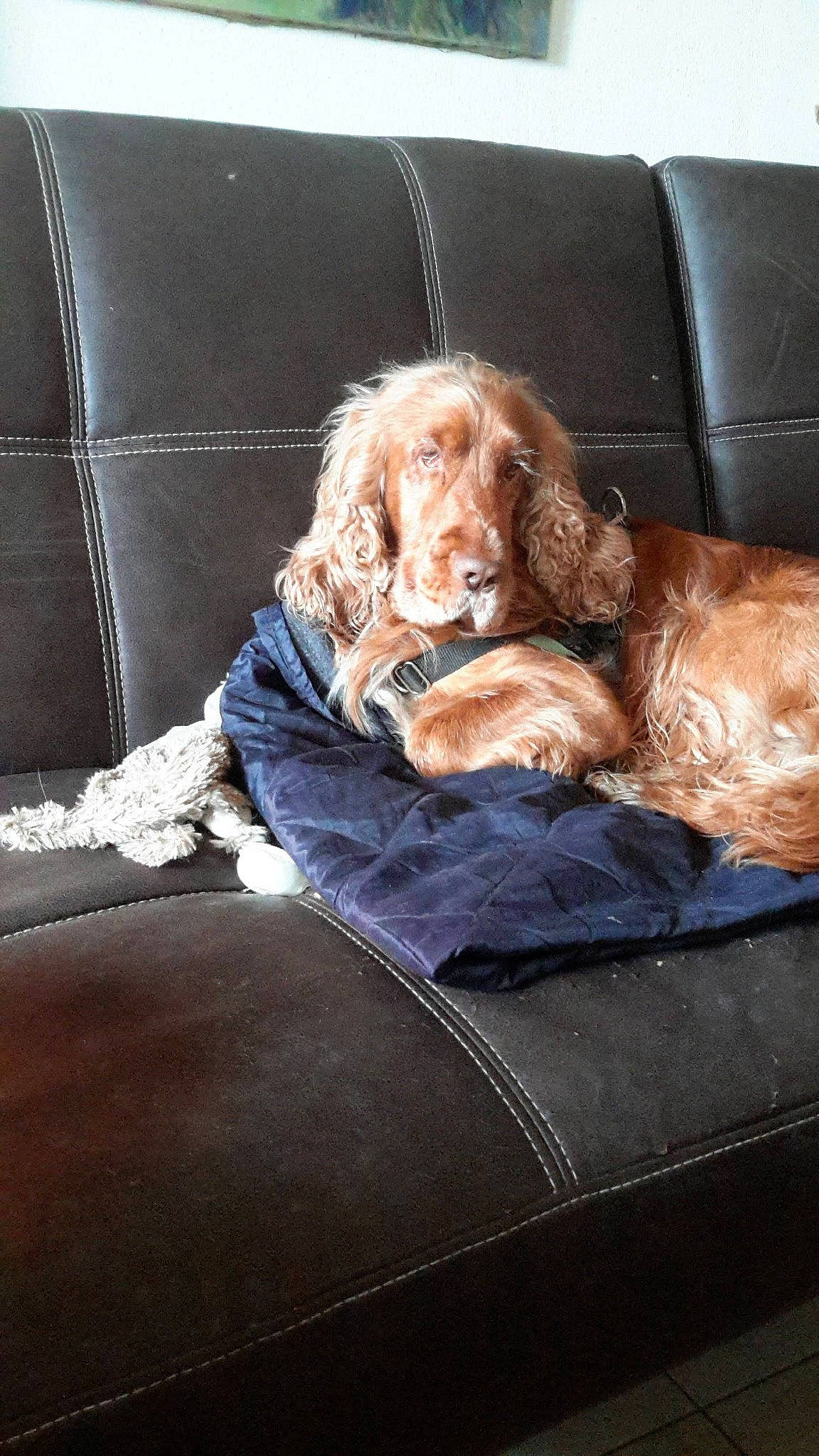 Lutti a rejoint le concours — aidez-le/la à gagner de superbes lots ! brown, canidae, car_seat, car_seat_cover, carnivore, comfort, companion_dog, couch, dog, dog_breed, dog_supply, fawn, fur, liver, sitting, snout, spaniel, sporting_group, vehicle, working_animal