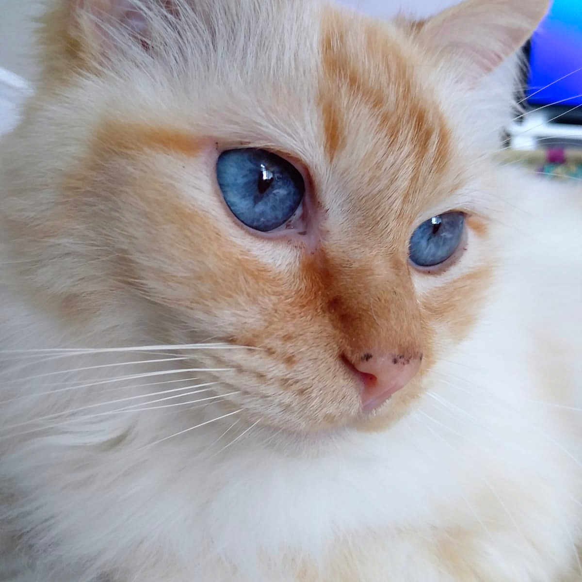 Youbae a rejoint le concours — aidez-le/la à gagner de superbes lots ! animal, blue_eyes, calm, cat, closeup, cream_fur, curious, cute, domestic_cat, face, feline, fluffy, fur, indoor, orange_fur, pet, portrait, resting, soft, whiskers