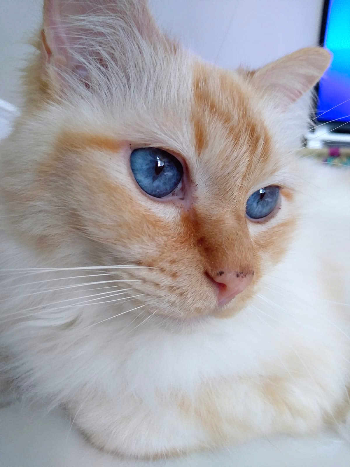 Youbae a rejoint le concours — aidez-le/la à gagner de superbes lots ! cat, closeup, blue_eyes, fluffy, whiskers, orange_fur, cream_fur, pet, indoor, feline, animal, cute, portrait, soft, calm, curious, fur, face, resting, domestic_cat