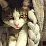 cat, close_up, yellow_eyes, whiskers, pink_nose, fur, tabby, white_paws, blanket, braided_blanket, cozy, indoor, pet, animal, feline, resting, portrait, soft_texture, curious, relaxed