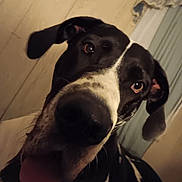 Dahlia is registered to the contest to win money with this photo: dog, close_up, black_and_white, tongue_out, indoor, curious, pet, canine, portrait, ears, face, animal, domestic_animal, fur, looking, cute, friendly, background, wall, curtain